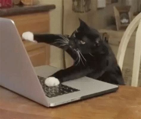 Angry Cat Typing GIF .